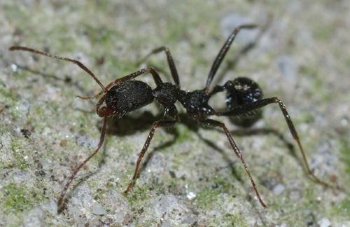 Aphaenogaster cfr spinosa